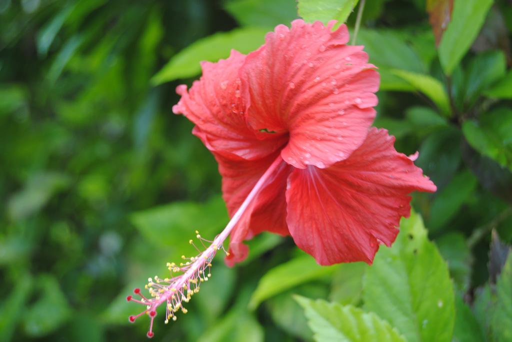 Hill Top Ayurvedic Beach Resort Varkala Bagian luar foto
